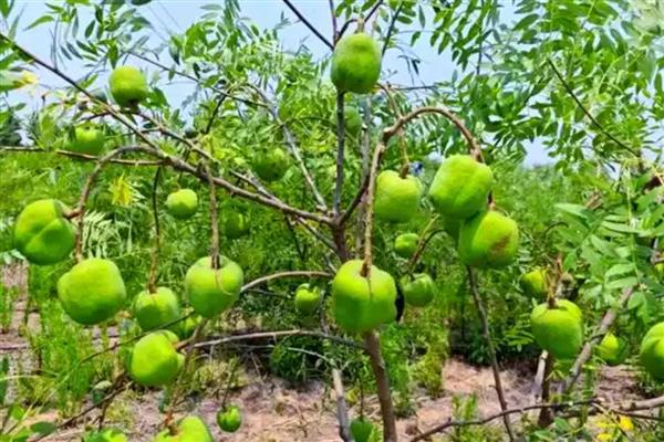 文冠果怎么养殖,6-7月份需追肥1-2次