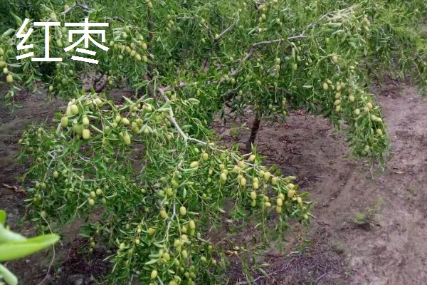冬枣发苦的原因,变质、未成熟、糖精浸泡都会产生苦味
