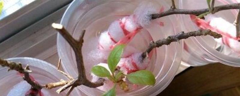 三角梅怎么水培,水中添加生根粉