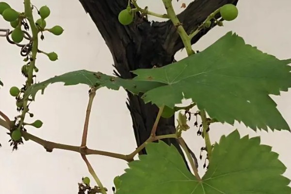 控制葡萄树势旺长的方法,摘心可让养分流向花序