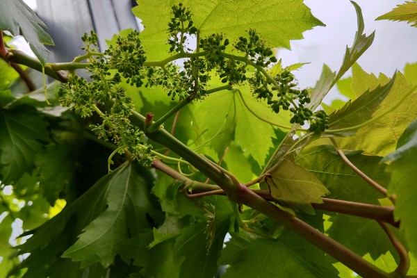 控制葡萄树势旺长的方法,摘心可让养分流向花序