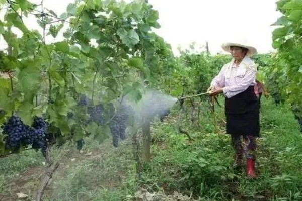 控制葡萄树势旺长的方法,摘心可让养分流向花序