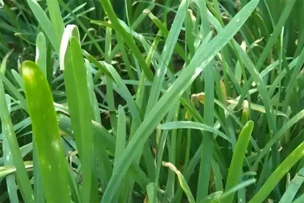 韭菜干尖怎么防治,营养失调可追施有机肥