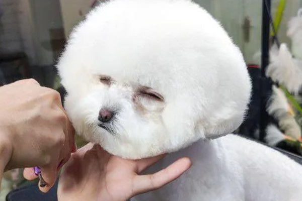 比熊的价格,宠物级售价800-2000元左右