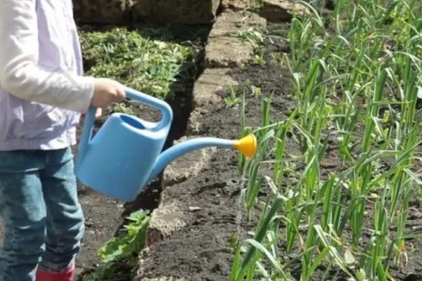 大蒜秋季种植时间，长江流域及以南地区适合在9月份播种