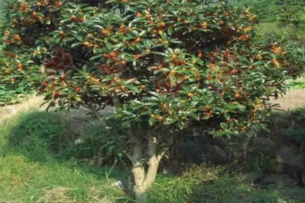 木本花卉有什么特点，茎干木质化明显