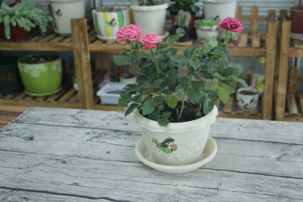 木本花卉有什么特点，茎干木质化明显