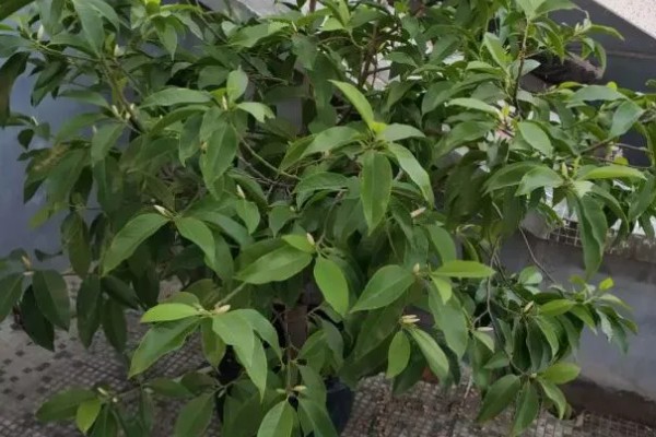 木本花卉有什么特点，茎干木质化明显