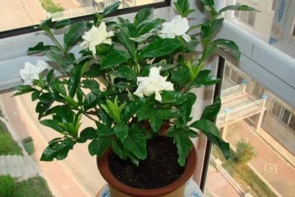 木本花卉有什么特点，茎干木质化明显