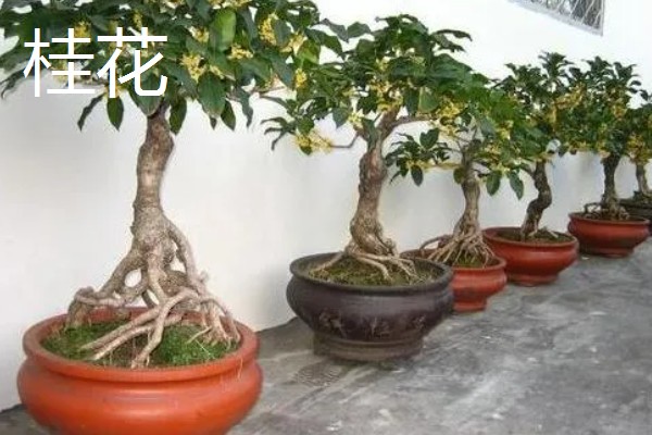 木本花卉有什么特点，茎干木质化明显
