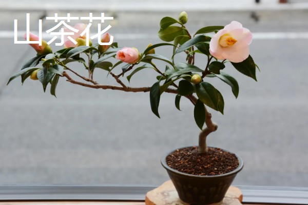 木本花卉有什么特点，茎干木质化明显