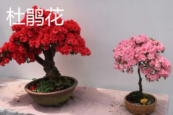 木本花卉有什么特点，茎干木质化明显