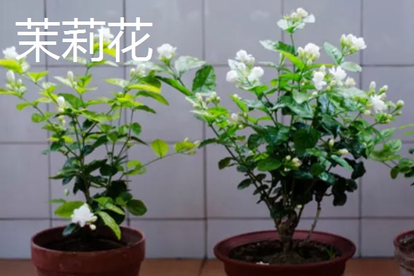 木本花卉有什么特点，茎干木质化明显