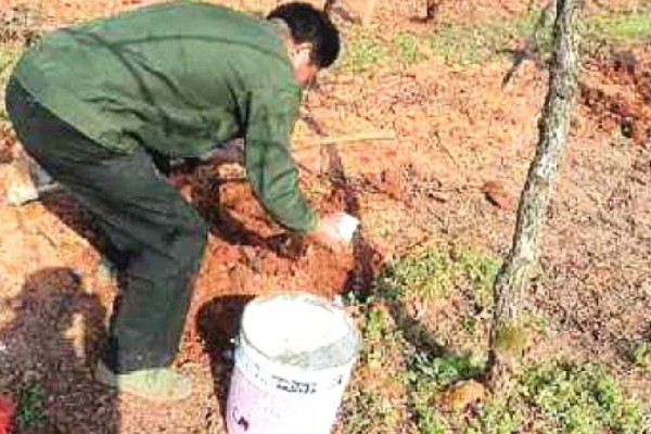 猕猴桃结果所需时间,常规种植一般需要4-5年