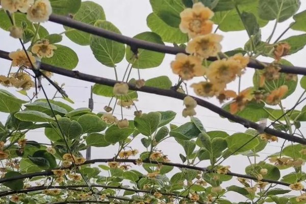 猕猴桃结果所需时间,常规种植一般需要4-5年