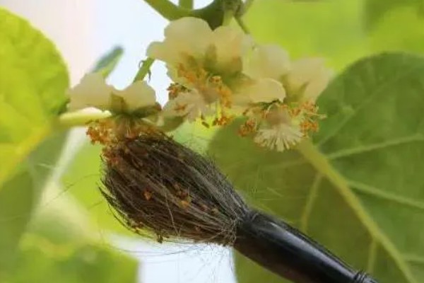 猕猴桃结果所需时间,常规种植一般需要4-5年
