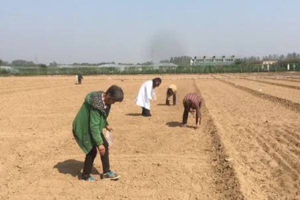 草莓如何种植,种植前可以深翻土地