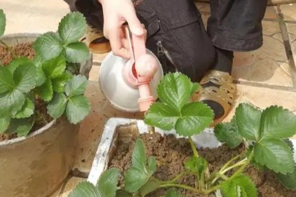 草莓如何种植,种植前可以深翻土地
