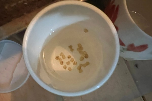 西红柿如何种植，播种前需要先浸种处理