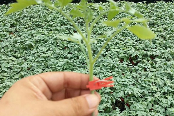 西红柿如何种植，播种前需要先浸种处理