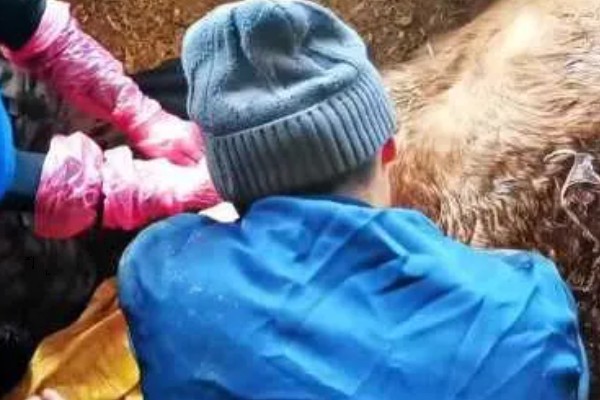 母牛怀双胞胎牛几天生产,约为275-285天左右