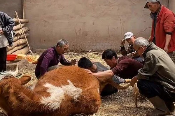 母牛怀双胞胎牛几天生产,约为275-285天左右