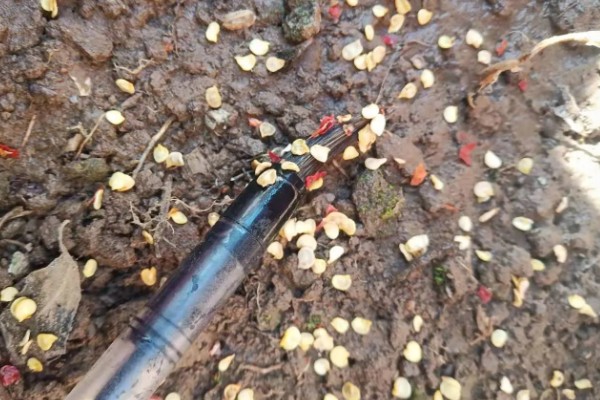 辣椒从播种到移栽需要几天，需要50-60天左右
