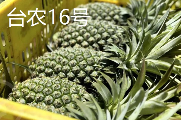 哪些菠萝品种很常见,台农16号、台农17号等品种常见于市场