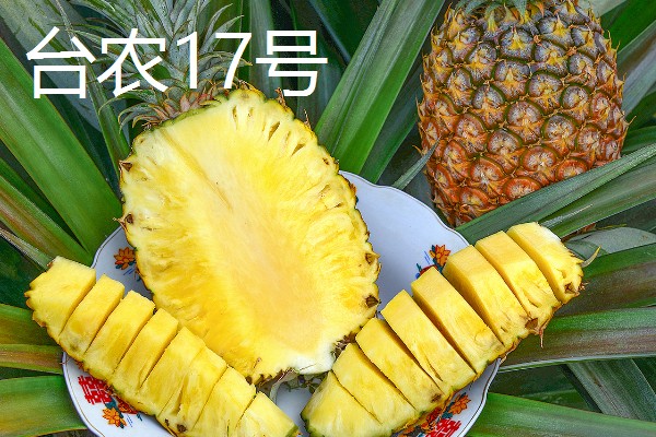哪些菠萝品种很常见,台农16号、台农17号等品种常见于市场
