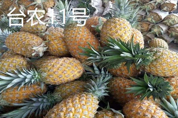 哪些菠萝品种很常见,台农16号、台农17号等品种常见于市场