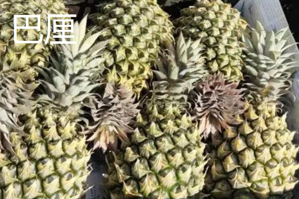 哪些菠萝品种很常见,台农16号、台农17号等品种常见于市场