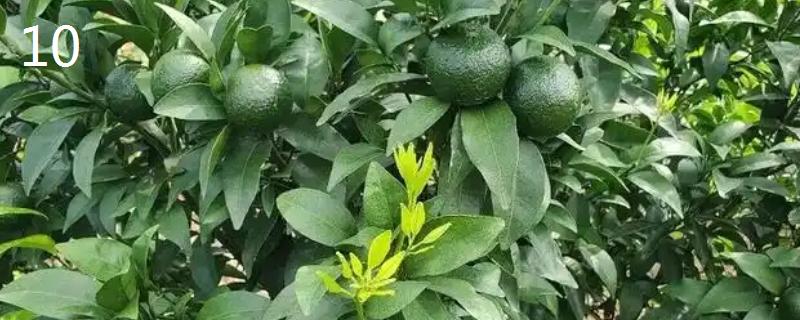 柑橘秋季怎么管理，10月初要施足壮果促梢肥