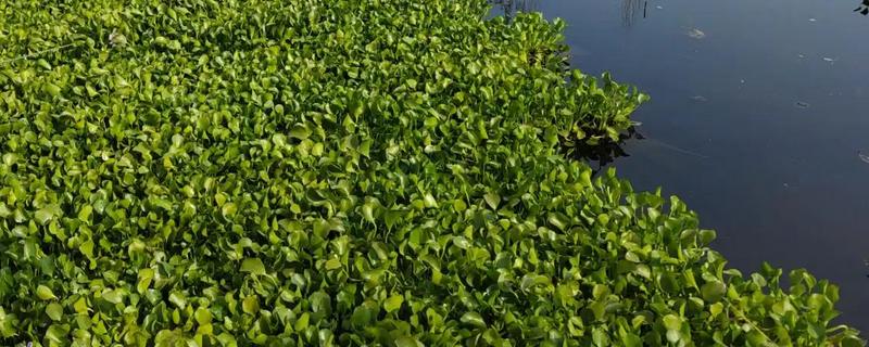 有什么浮水植物，茶菱、莼菜等10个品种很常见