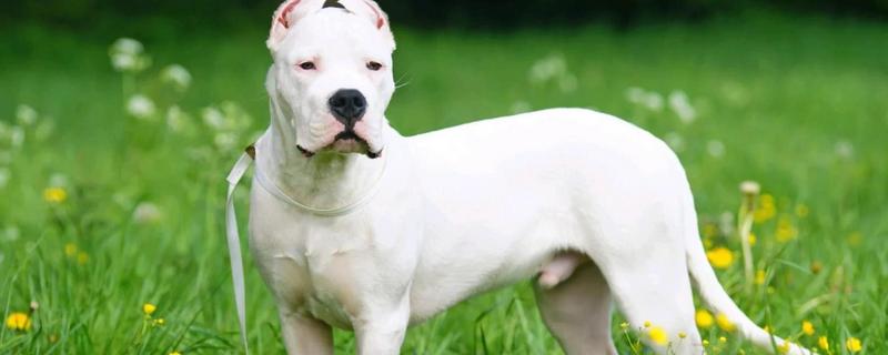 杜高犬是否适合家养，适合养殖但属于城市禁养犬种