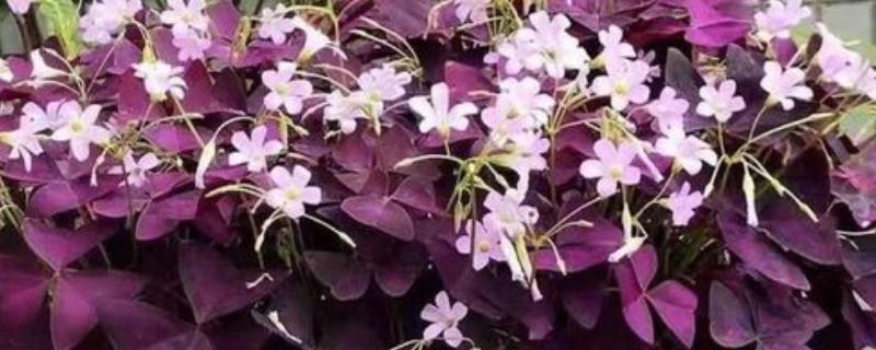 紫叶酢浆草的种球如何栽种，浅栽在盆土中并覆盖2厘米的泥土