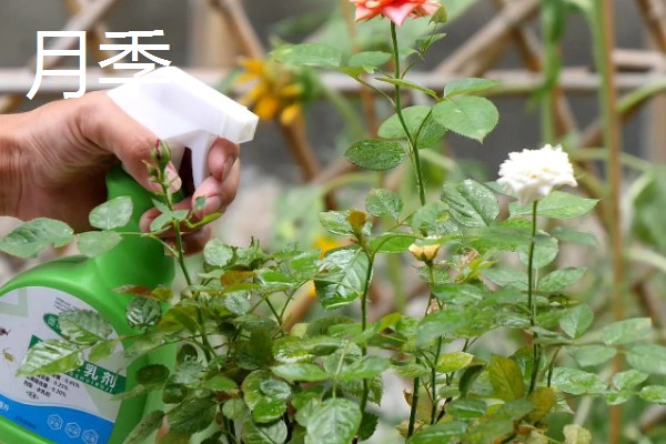 磷酸二氢钾适合对哪些花卉使用，常见月季、铁线莲、三角梅等品种