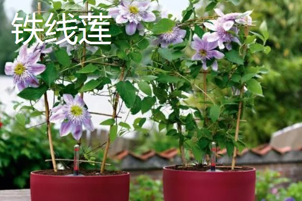 磷酸二氢钾适合对哪些花卉使用，常见月季、铁线莲、三角梅等品种