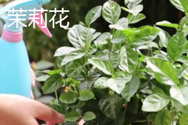 磷酸二氢钾适合对哪些花卉使用，常见月季、铁线莲、三角梅等品种