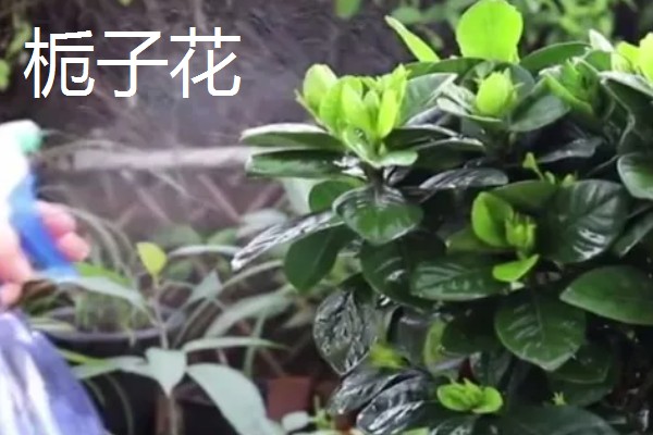 磷酸二氢钾适合对哪些花卉使用，常见月季、铁线莲、三角梅等品种