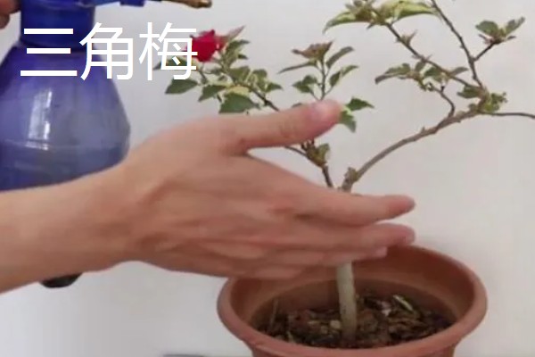 磷酸二氢钾适合对哪些花卉使用，常见月季、铁线莲、三角梅等品种