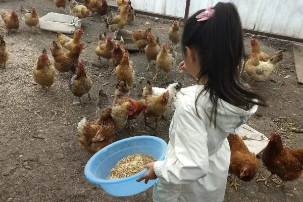 降低养鸡成本的方法，使用节能灯更加省电