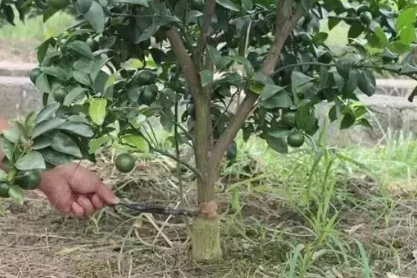 柑橘秋季怎么管理，10月初要施足壮果促梢肥