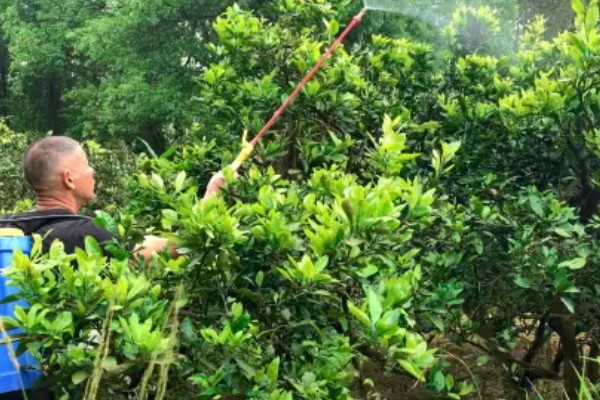 柑橘秋季怎么管理，10月初要施足壮果促梢肥