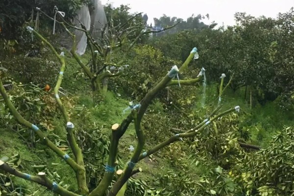 柑橘秋季怎么管理，10月初要施足壮果促梢肥