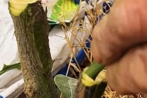柑橘秋季怎么管理，10月初要施足壮果促梢肥