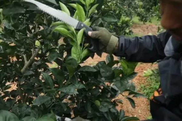 柑橘秋季怎么管理，10月初要施足壮果促梢肥
