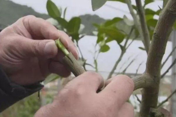 柑橘秋季怎么管理，10月初要施足壮果促梢肥