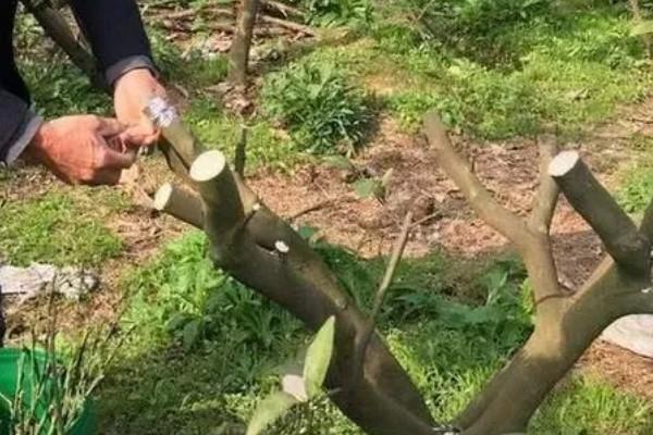 柑橘秋季怎么管理，10月初要施足壮果促梢肥