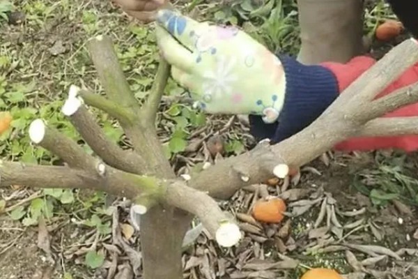 柑橘秋季怎么管理，10月初要施足壮果促梢肥