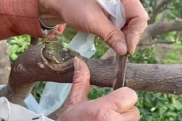 柑橘秋季怎么管理，10月初要施足壮果促梢肥